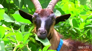 Goats on this NC farm are helping control the invasive Kudzu weed