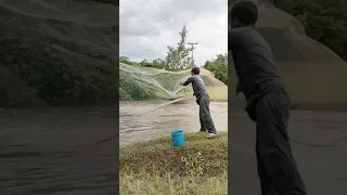 Cast net fishing in rainy season #Shorts #HighHunter