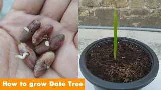 How to Grow Date Palm Tree From Seed 100% success