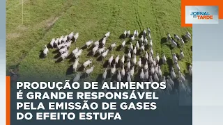Carne bovina e desmatamento são as principais causas da emissão de gases de efeito estufa no Brasil