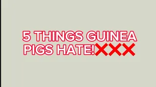 5 THINGS GUINEA PIGS HATE! ❌