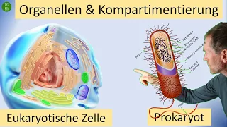 Kompartimentierung im Zytoplasma durch Zellorganellen - mit doppelter, einfacher oder ohne Membran