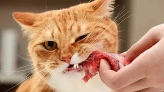 Натуральное питание кошек! Куриное ассорти!