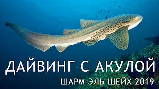 Акулы в Шарм Эль Шейхе 2019 / Дайвинг в Египте / Дайвинг с акулой в Красном море