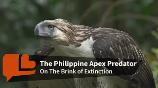 A Community Helps The Philippine Eagle to Soar Again