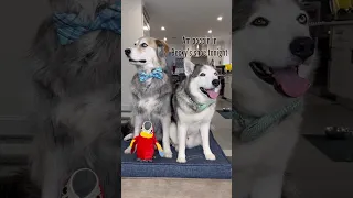 Dogs react to talking parrot 🦜 😳 #dogs #shorts #talkingparrot