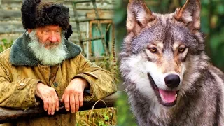 Дедушка спас беззащитного волчонка в лесу. А когда волчонок вырос, отплатил своему спасителю добром.