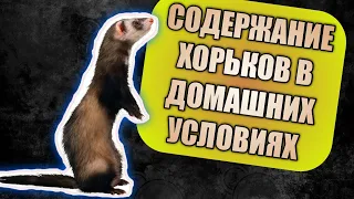 СОДЕРЖАНИЕ ХОРЬКОВ В ДОМАШНИХ УСЛОВИЯХ / КОРМЛЕНИЕ / УСТРАНЕНИЕ ЗАПАХА / СТЕРИЛИЗАЦИЯ