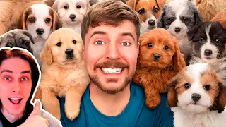 MrBeast Спас 100 Брошенных Собак! - I Rescued 100 Abandoned Dogs! - Мистер Бист Реакция