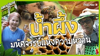 น้ำผึ้ง มหัศจรรย์แห่งความหวาน | มหาอำนาจบ้านนา