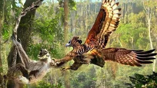 Harpy Eagles & Terror From the Sky