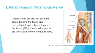 Anatomy 4 (Nerves of the lower extremity)