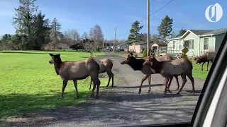 Elk wander through Oregon Coast neighborhood