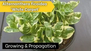 Alternanthera ficoidea 'White Carpet' - Care Tips, Growing and Propagation