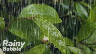 Soothing Rain Sounds for Emotional Calm