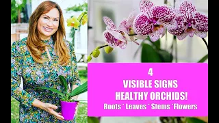 4 VISIBLE SIGNS in HEALTHY ORCHID PLANTS! Orchid ROOTS/LEAVES/ STEMS /ORCHID FLOWERS Shirley Bovshow