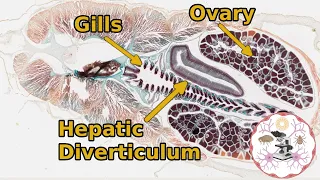 Lancelet (Amphioxus) - General Anatomy