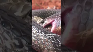 Cannibals Snake