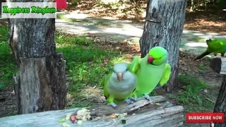 Try Not To Laugh Challenge - Funny bird videos awesome compilation 2019 part 1