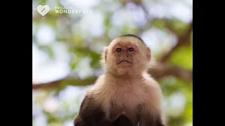 Episode 2 - WonderFULL Travel with Sarah - Monkeys Around the World
