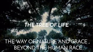 The Tree of Life: The Way of Nature and Grace, Beyond the Human Race