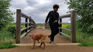 First off leash training in outside- 4 months old Fox red Labrador puppy