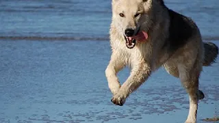 The Call of the Wild (version 4) by Jack LONDON read by Phil Chenevert | Full Audio Book