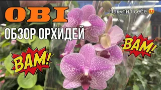 Обзор орхидей из магазина ОБИ || OBI последнее время удивляет 😱😱😱 || Неудержался накупил 😂