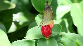 The Brown Throated Sunbird | WILDLIFE SINGAPORE BIRDING | 4K