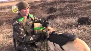 Служебные собаки в зоне АТО на разминировании