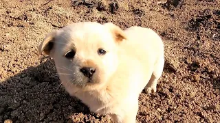 Hardy's story - Tearful wolf howling stray puppy looking for mom was rescued from the dump