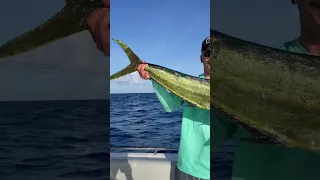 Big dorade coryphène 💥💥 #guadeloupe #fisherman #pêche #fishingvideo #islandlife #pecheenmer #fish