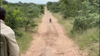 Kapama | Warthog takes on 2 leopards