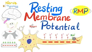 Resting Membrane Potential (RMP) | Nerve Physiology