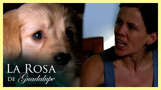 Olga no soporta al perro que le regalaron a su hijo | La rosa de Guadalupe 1/4 | Amor callejero
