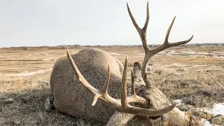 Montana Public Land Mule Deer Hunt (Cheater Buck)