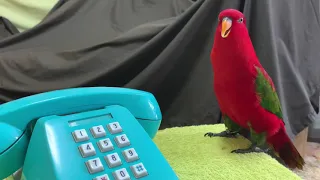 Red birb is teleworking.