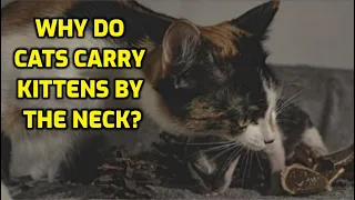 Why Do Mother Cats Scruff Their Kittens?