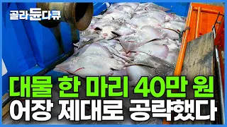 미끼도 없이 10,000개 바늘 바다에 뿌렸더니 알아서 줄줄이 올라오는 40만 원 대물 물고기 떼에 어부도 놀랐다┃제대로 공략한 황금어장┃만선 홍어잡이┃바닷가 사람들┃#골라듄다큐