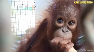 Baby orangutan Temon with veterinarian Agus arrives at BOSF Nyaru Menteng