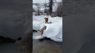 Golden retriever swims in river. Snow day. #goldenretriever #cute #swimming