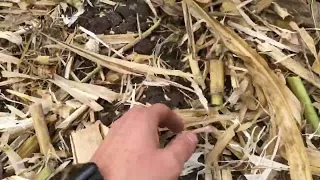 Жатка кукурузная OROS 8R