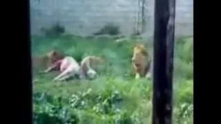 Horrifying Scenes of Feeding a Live Donkey to Caged Lions [18+]