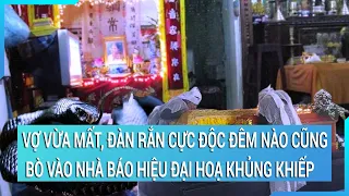 Vợ vừa mất, đàn rắn cực độc đêm nào cũng bò vào nhà báo hiệu đại hoạ khủng khiếp | Cuộc sống 24h