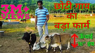 दुर्लभ नस्ल की अद्भुत गाय : Punganur World Smallest Cow