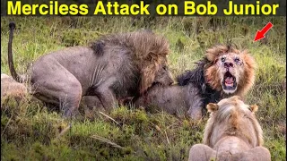 Brutal Lion Fights Ended Killing BOB JUNIOR by 3 SABA BORA Males | RIP Lion King Bob Jr