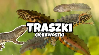 5 ciekawostek o Traszkach!