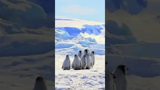 Cute Penguins 🌸 Relaxing Music for Sleep, Stress Relief, Meditation #animals #relaxingvideos #spa