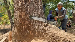 Strongest chainsaw‼️ Cut down dangerous trembesi tree.