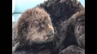 Sea Otter Affected by Oil